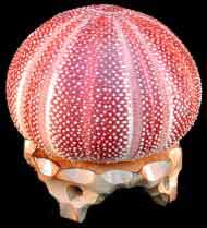  Sea Urchin Lamp