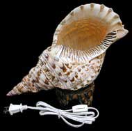 Triton Shell Lamp