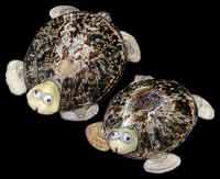 Turtle Limpet Magnet