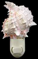 Pink Murex Nitelite 1