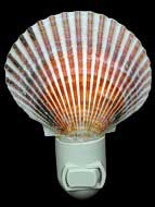 Purperatus Pectin Nitelite 8