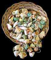 Shell Key Chains