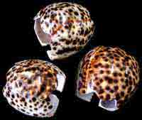 Tiger Cowrie Napkin Rings