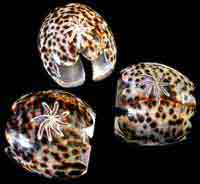 Carved Tiger Cowrie Napkin Rings