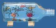 Angel Fish in Bottle