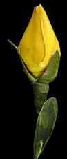 Yellow Rose