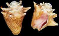 Conch Horn