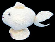 Tiger Clam Fish