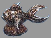 Tiger Cowrie Fish
