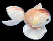 Polished Tiger Clam Fish