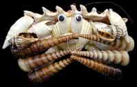 Shell Crab Large