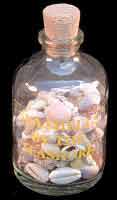 Seashells from Sea Shore (Bottle)