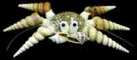 Small Crab