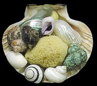 Scallop Shell Pack