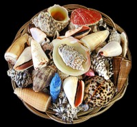 Shell Basket-8