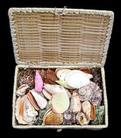 Square Shell Basket