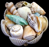 Rose Cockle Shell Pack