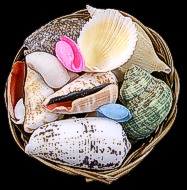 Shell Basket-4