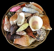 Shell Basket-6