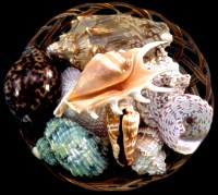 Lambis Shell Basket