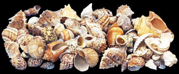 Indian Ocean Mix (Large)