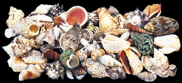 Special Philipine Mix (Large)