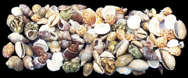 Indian Ocean Mix (Medium)