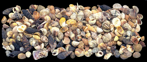 Small Shell Mix