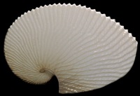 Paper Nautilus