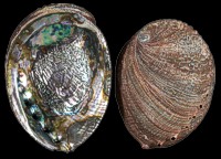 Green Abolone (Ruff)