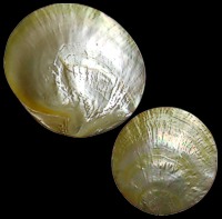 Polished Gold Mop Plates