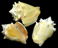 Haition Fighthing Conch