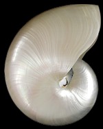 Pearl Nautilus