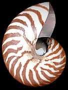Natural Nautilus