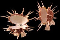 Spiny Regious Oyster