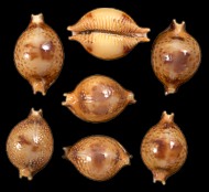 Cyprea Bistrinotata