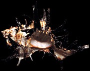 Longspine Murex Indivia