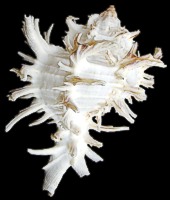 Murex Indivia Albino