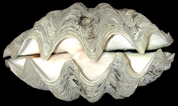 Natural Tridacna Gigas