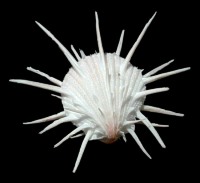 Spondylus Imperialis