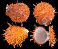 Spondylus Ducallis
