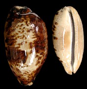 Cyprea Testudinaria