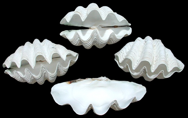 Tridacna Gigas Clams