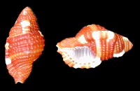 Cymatium Rubeculum