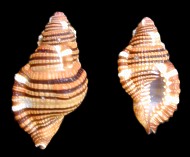 Cymatium Sarlostoma