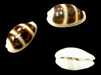 Cyprea Asellus
