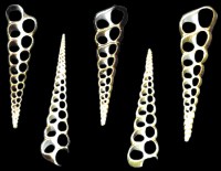 Center Cut Turretella