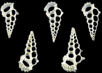 Center Cut Knobby Cerithium