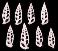 Center Cut White Cerithium