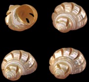 Multi-Cut Gold Turbo